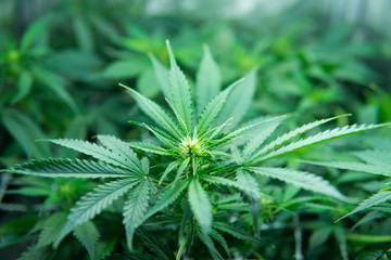 Green background of leaves. Young cannabis plant. In door grow hemp. Legal Marijuana cultivation in...