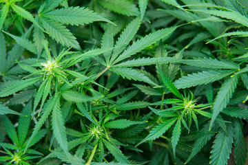 Cannabis at the beginning of flowering. In door grow hemp. Green background of leaves. Young...