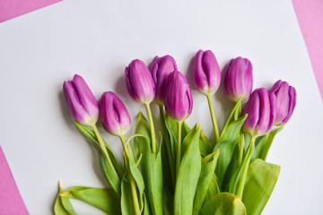 Fresh tulip buds pink purple purple color on white isolated background. floral arrangement, bouquet as a gift for Valentine's holiday, March 8th birthday, baby shower