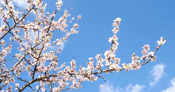 Amandier Images – Browse 1,322 Stock Photos, Vectors, and Video | Adobe