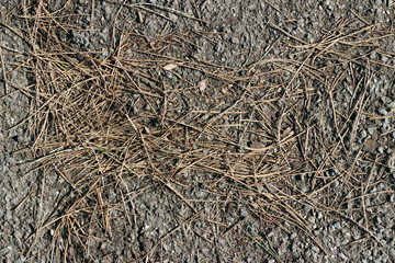 Asphalt pine needles pavement sidewalk park surface texture