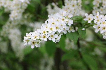 Blooming bird cherry branches with white flowers at spring