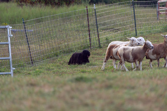 sheepdog hearding sheep in a field
