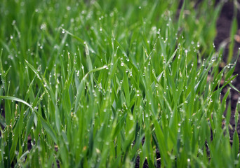 Fototapeta na wymiar Winter wheat sowings with dew