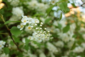 Obraz premium White flowers of bird cherry