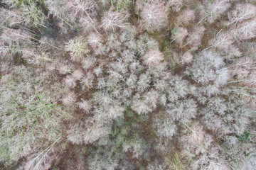 top view of the forest