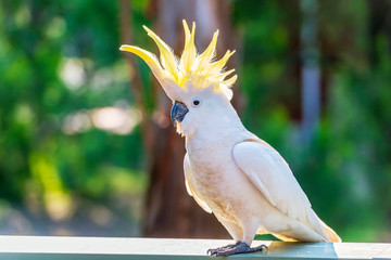 Yellow-Crested Cockatoo Bird - obrazy, fototapety, plakaty