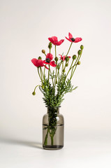 Obraz premium Poppy Bouquet Flower