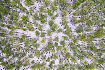 top view of the forest