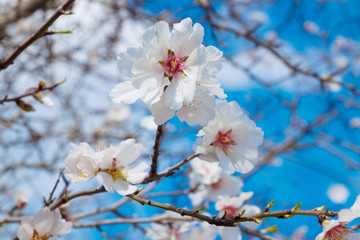 white flowers of almond tree close-up