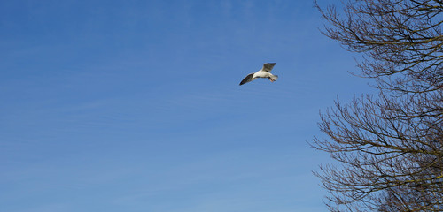 Beautifull seagull is flying, blue sky with white clouds in the background