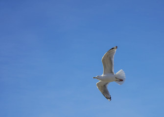 Fototapeta na wymiar Beautifull seagull is flying, blue sky with white clouds in the background