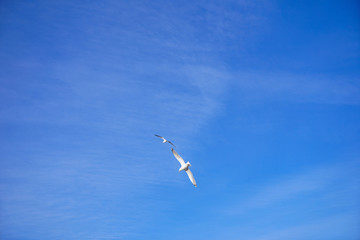 Beautifull seagull is flying, blue sky with white clouds in the background