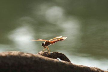 The dragonfly is on the water's edge.