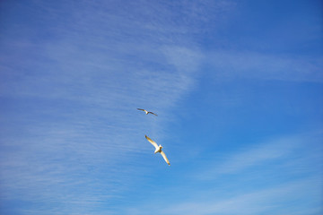 Fototapeta na wymiar Beautifull seagull is flying, blue sky with white clouds in the background