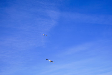 Beautifull seagull is flying, blue sky with white clouds in the background