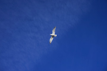 Beautifull seagull is flying, blue sky with white clouds in the background