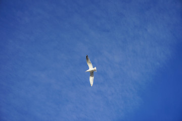 Beautifull seagull is flying, blue sky with white clouds in the background