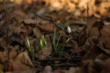 Blooming snowdrop between old, dry leaves in the forest, early spring.