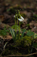 Blooming snowdrop between old, dry leaves in the forest, early spring.