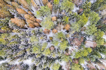 top view of coniferous forest