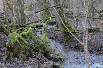 Totholz im Wald