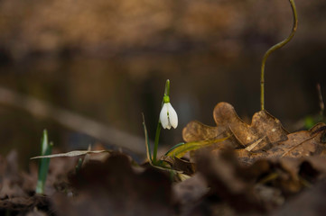 Blooming snowdrop between old, dry leaves in the forest, early spring.