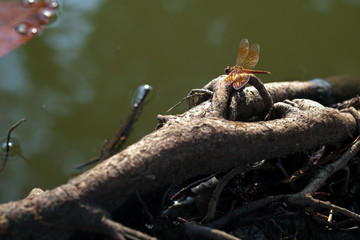 The dragonfly is on the water's edge.