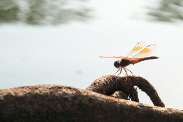 The dragonfly is on the water's edge.