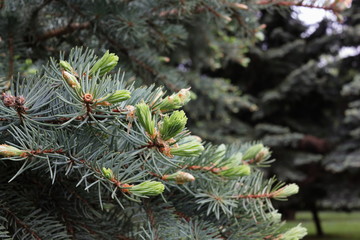 Blue spruce, branches with young needles. Natural background with plants