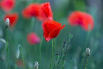 Red poppies field, remembrance day symbol