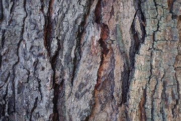 Old bark with cracks