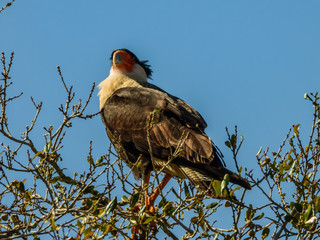 CARACARA