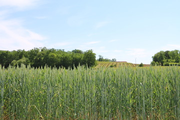 green field and blue sky