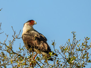CARACARA