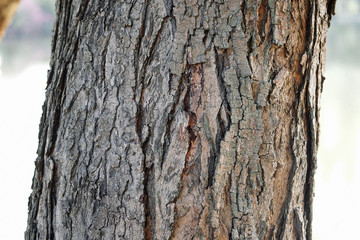 Old bark with cracks