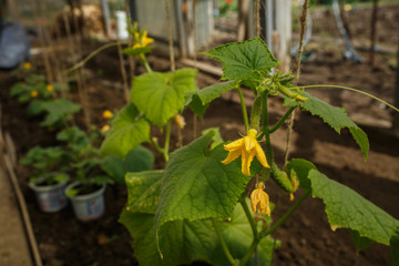 planting of young green cucumbers in a greenhouse