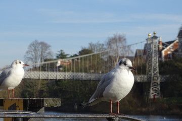 Gulls on the River Dee, Chester