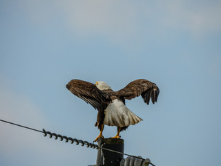 BALD EAGLES