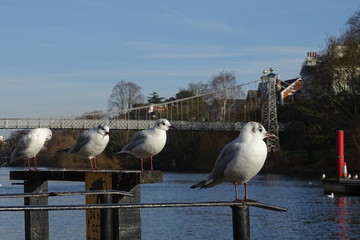 Gulls on the River Dee, Chester