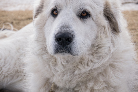 Thor - Guard Dog