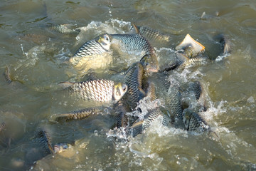 Fish eat in the pond