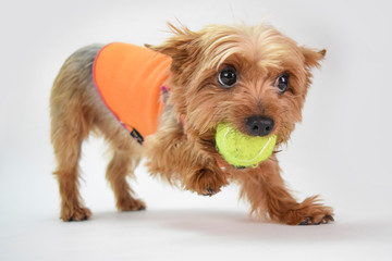 Yorkshire terrier playing with tennis ball growl pounce paws stance