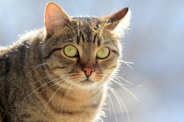 Portrait of a cat close-up