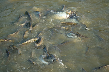 Fish eat in the pond