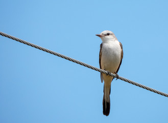 Scissor-tailed Flycatcher