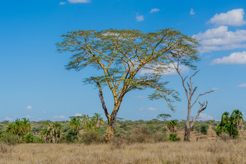 Obraz premium Safari en Serengeti