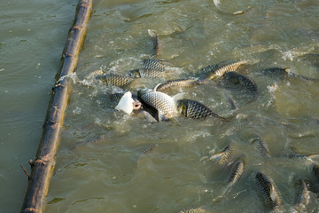 Fish eat in the pond