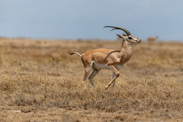 Antílopes en Serengueti, Tanzania
