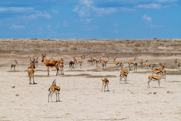 Fototapeta na wymiar Gazelas de Thomson, Serengueti, Tanzania